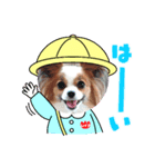 パピヨン クララ＆レイナ3（個別スタンプ：1）