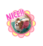パピヨン クララ＆レイナ3（個別スタンプ：2）