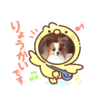 パピヨン クララ＆レイナ3（個別スタンプ：6）