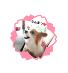 パピヨン クララ＆レイナ3（個別スタンプ：7）