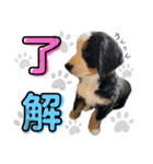 Rくんバーニーズオッドアイ（2カ月）（個別スタンプ：5）