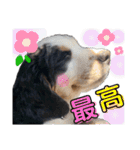 Rくんバーニーズオッドアイ（2カ月）（個別スタンプ：10）