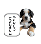Rくんバーニーズオッドアイ（2カ月）（個別スタンプ：14）