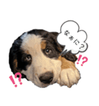 Rくんバーニーズオッドアイ（2カ月）（個別スタンプ：15）