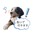 Rくんバーニーズオッドアイ（2カ月）（個別スタンプ：23）