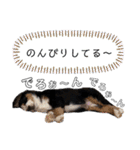 Rくんバーニーズオッドアイ（2カ月）（個別スタンプ：29）