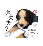 Rくんバーニーズオッドアイ（2カ月）（個別スタンプ：31）