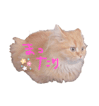 らいくんほのぼのスタンプ（個別スタンプ：1）