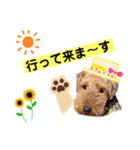 ウェルシュテリア ♡ ジェリーさんの1日⑤（個別スタンプ：1）