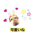 ウェルシュテリア ♡ ジェリーさんの1日⑤（個別スタンプ：8）