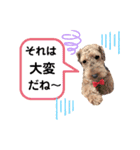 ウェルシュテリア ♡ ジェリーさんの1日⑤（個別スタンプ：9）
