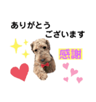 ウェルシュテリア ♡ ジェリーさんの1日⑤（個別スタンプ：11）