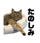 ☆ねこのちゃあスタンプ☆Part 2（個別スタンプ：6）