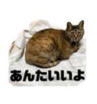☆ねこのちゃあスタンプ☆Part 2（個別スタンプ：15）