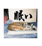 ☆ねこのちゃあスタンプ☆Part 2（個別スタンプ：25）