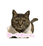 ☆ねこのちゃあスタンプ☆Part 2（個別スタンプ：29）