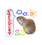 リスのリチャくん①（個別スタンプ：1）