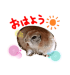 リスのリチャくん①（個別スタンプ：5）