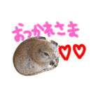 リスのリチャくん①（個別スタンプ：9）