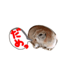 リスのリチャくん①（個別スタンプ：16）