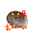 リスのリチャくん①（個別スタンプ：19）