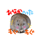 リスのリチャくん①（個別スタンプ：25）