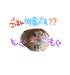 リスのリチャくん①（個別スタンプ：26）