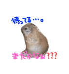 リスのリチャくん①（個別スタンプ：31）