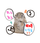 リスのリチャくん①（個別スタンプ：32）