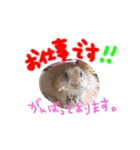 リスのリチャくん①（個別スタンプ：38）