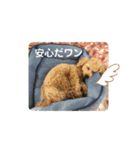 ポノちゃんスタンプその11（個別スタンプ：1）