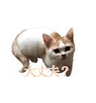 ＊愉快な猫たち2＊（個別スタンプ：10）