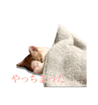 ＊愉快な猫たち2＊（個別スタンプ：13）