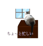 ＊愉快な猫たち2＊（個別スタンプ：15）