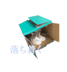 ＊愉快な猫たち2＊（個別スタンプ：16）