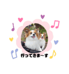 パピヨン クララ＆レイナ5（個別スタンプ：1）