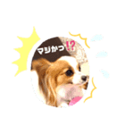 パピヨン クララ＆レイナ5（個別スタンプ：3）