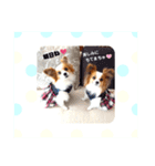 パピヨン クララ＆レイナ5（個別スタンプ：4）