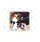 パピヨン クララ＆レイナ4（個別スタンプ：1）