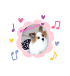 パピヨン クララ＆レイナ4（個別スタンプ：3）