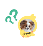 パピヨン クララ＆レイナ4（個別スタンプ：4）