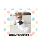 パピヨン クララ＆レイナ6（個別スタンプ：3）