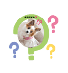 パピヨン クララ＆レイナ6（個別スタンプ：5）