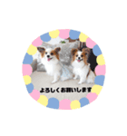 パピヨン クララ＆レイナ6（個別スタンプ：7）