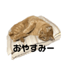 トラ トラ スタンプ（個別スタンプ：7）