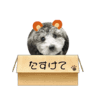 わんこレオン（個別スタンプ：13）