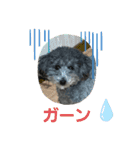 わんこレオン（個別スタンプ：16）