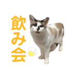 にぼしくん2（個別スタンプ：4）