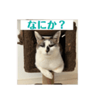 にぼしくん2（個別スタンプ：8）