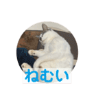 にぼしくん2（個別スタンプ：12）